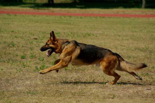 Caracteristicas fisicas del perro Pastor Aleman