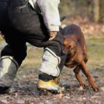 perro mordiendo mientras practica mondioring