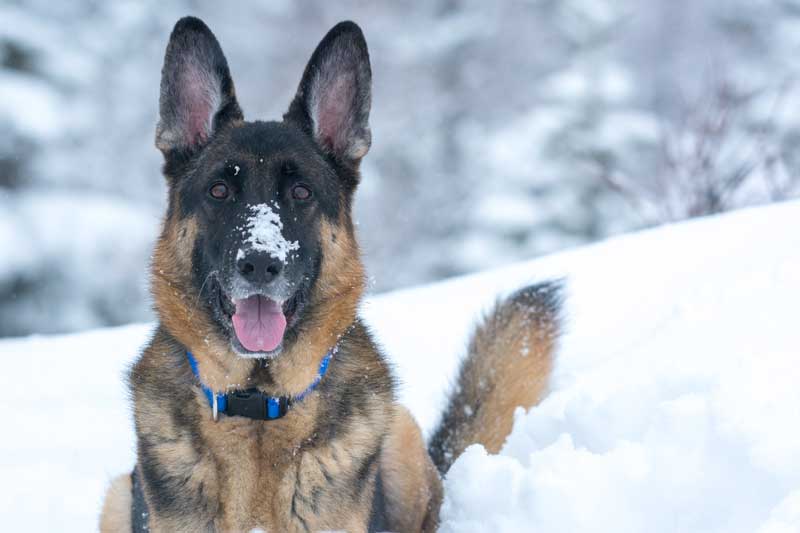 Bobtail o Perro Pastor Inglés, 10 curiosidades de la raza