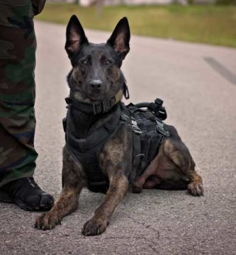 perro militar con collar y arnes