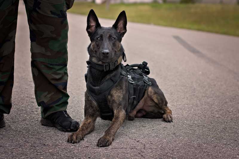 perro militar con collar y arnes