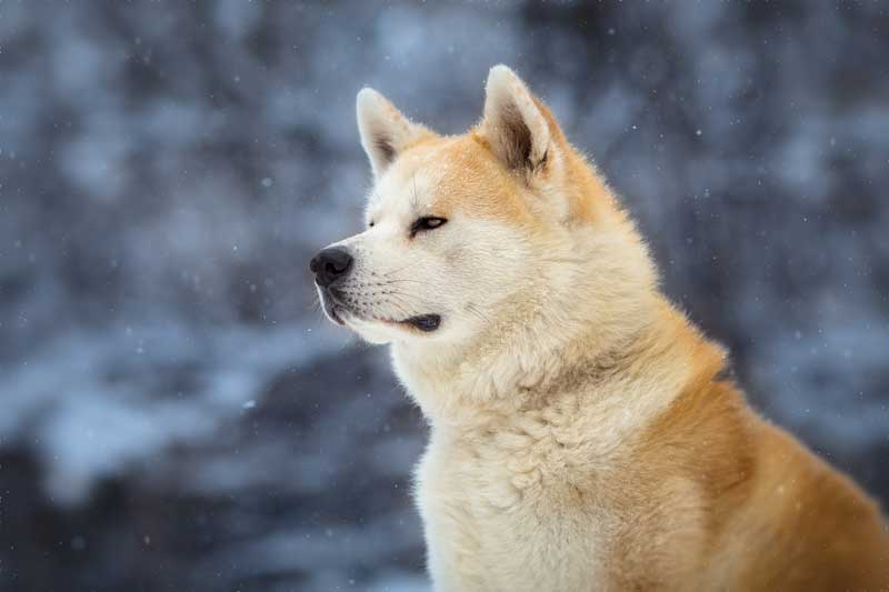 Historia de hachiko, el perro - El Blog de