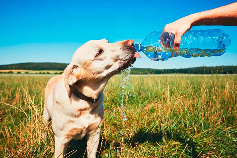 perro con hipo bebiendo agua
