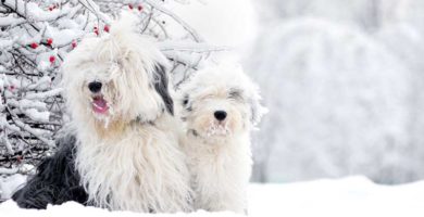 dos perros bobtail en la nieve
