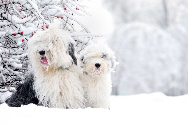 dos perros bobtail en la nieve