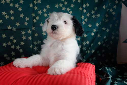 cachorro de bobtail en un sofá