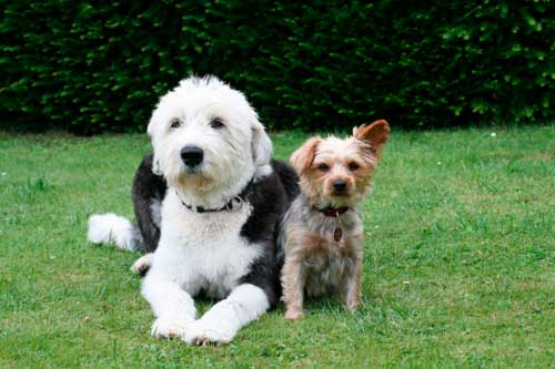 perro bobtail en el cesped