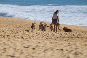 Una chica paseando unos perros por la playa.