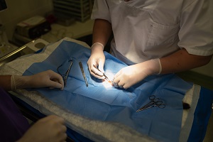 Se ve el proceso de esterilización de una perra pequeña en quirófano