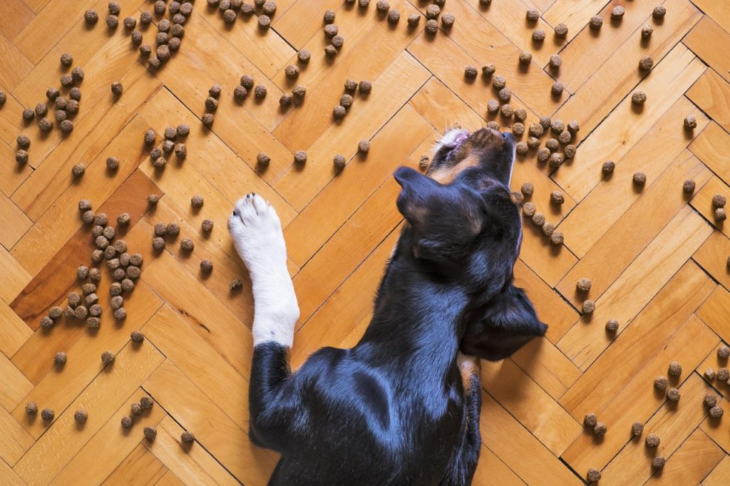 piensos especiales para perros senior