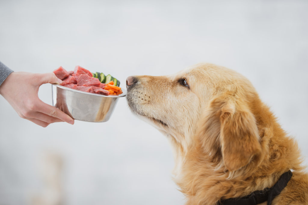 Alimento húmedo