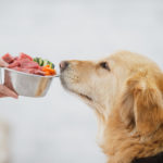 Alimento húmedo