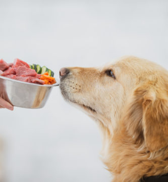 Alimento húmedo