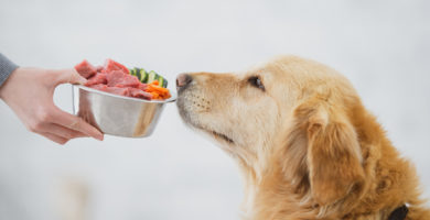 Alimento húmedo