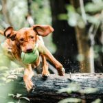 Juguetes para perros kong