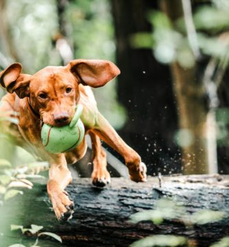 Juguetes para perros kong