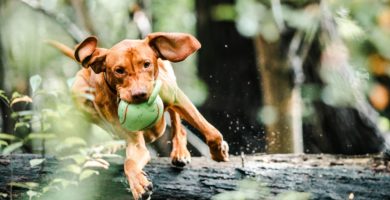 Juguetes para perros kong