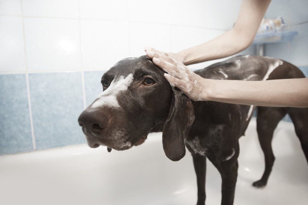 champús para perros