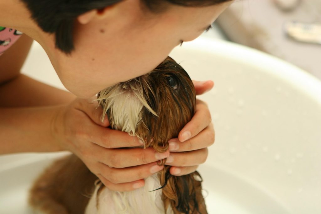 champú para perro