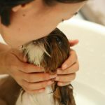 champú para perro