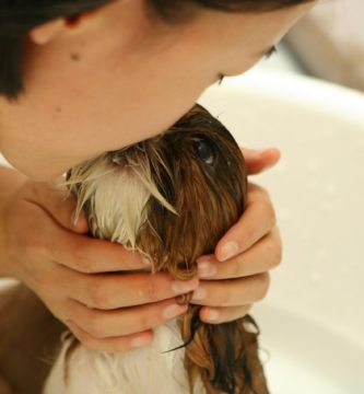 champú para perro
