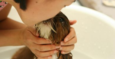 champú para perro