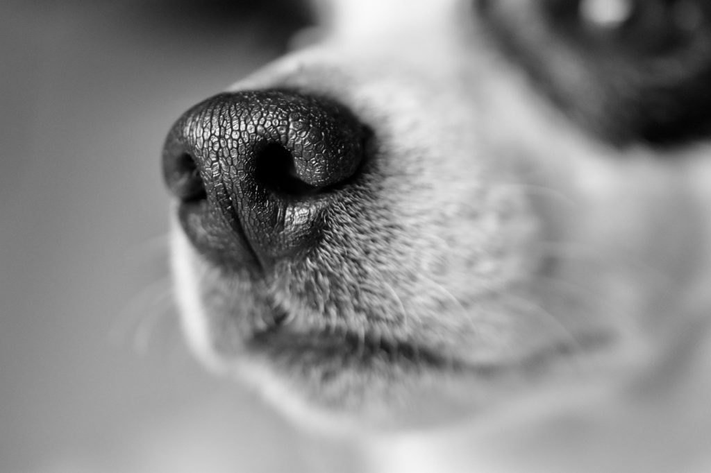 Bozales para perros