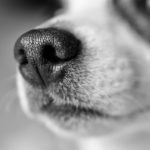 Bozales para perros