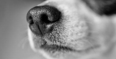 Bozales para perros