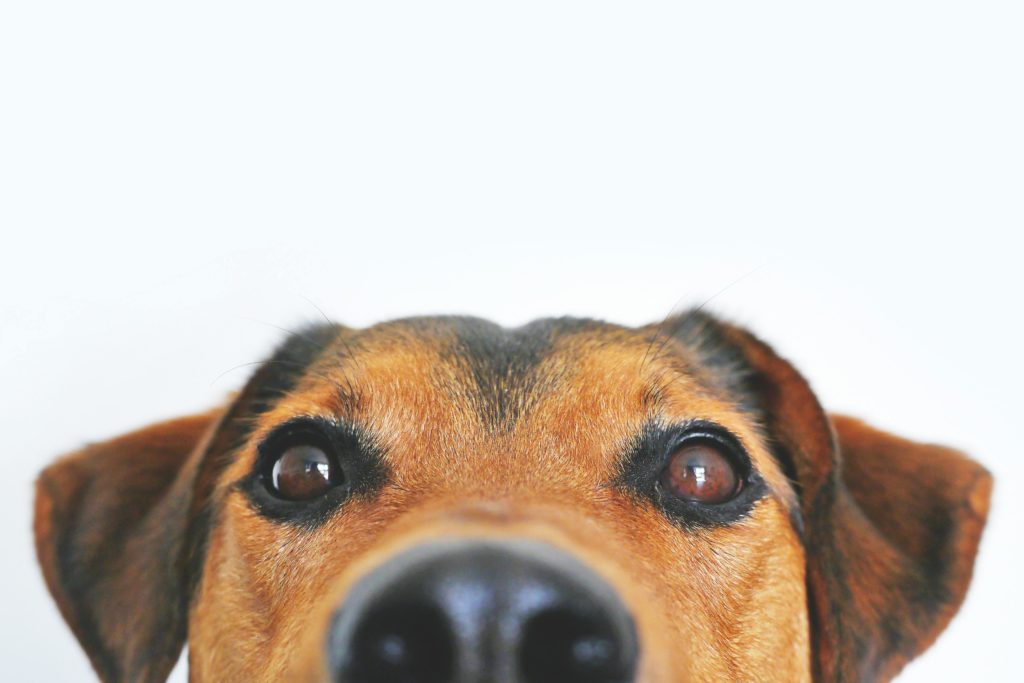 piensos de L‑Único Pet Food