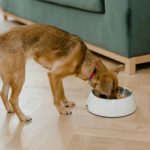 L‑Único Pet Food