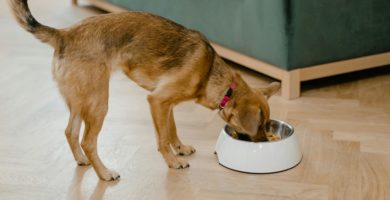 L‑Único Pet Food