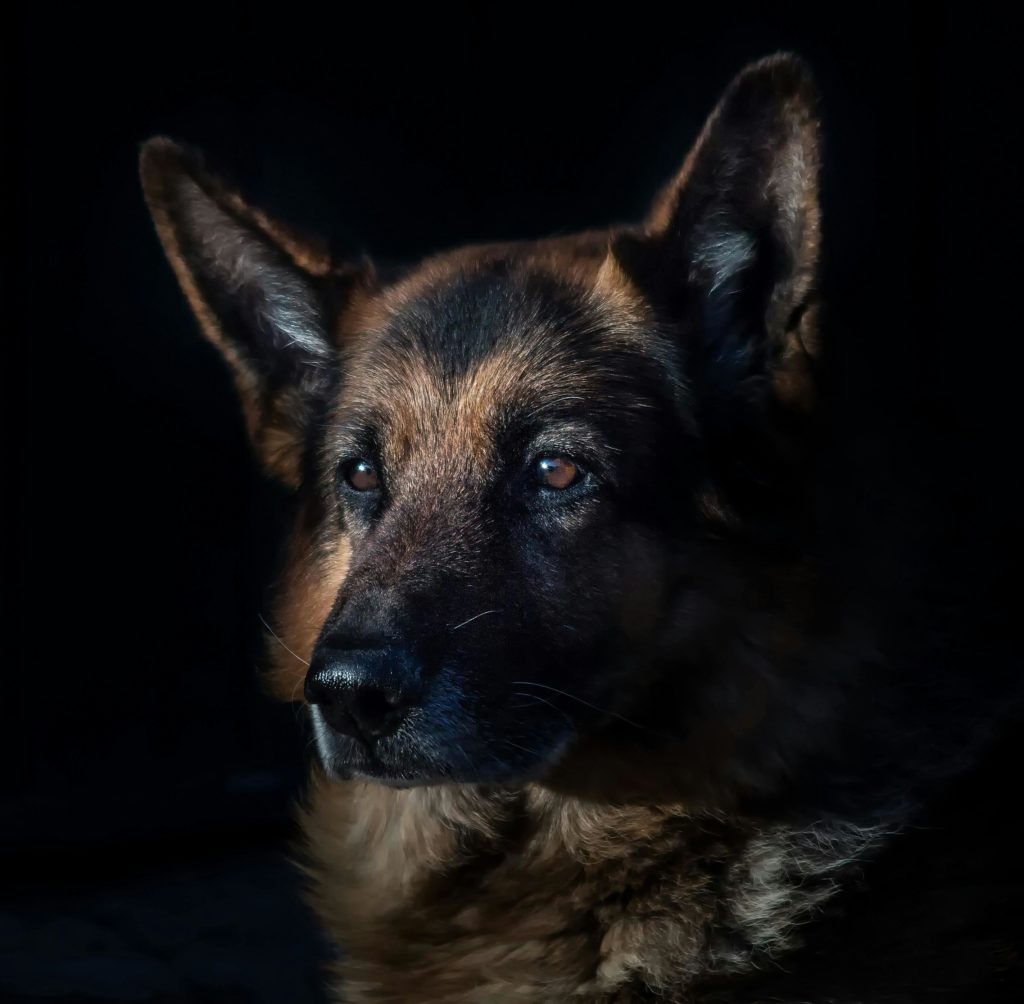 Bozales de perros