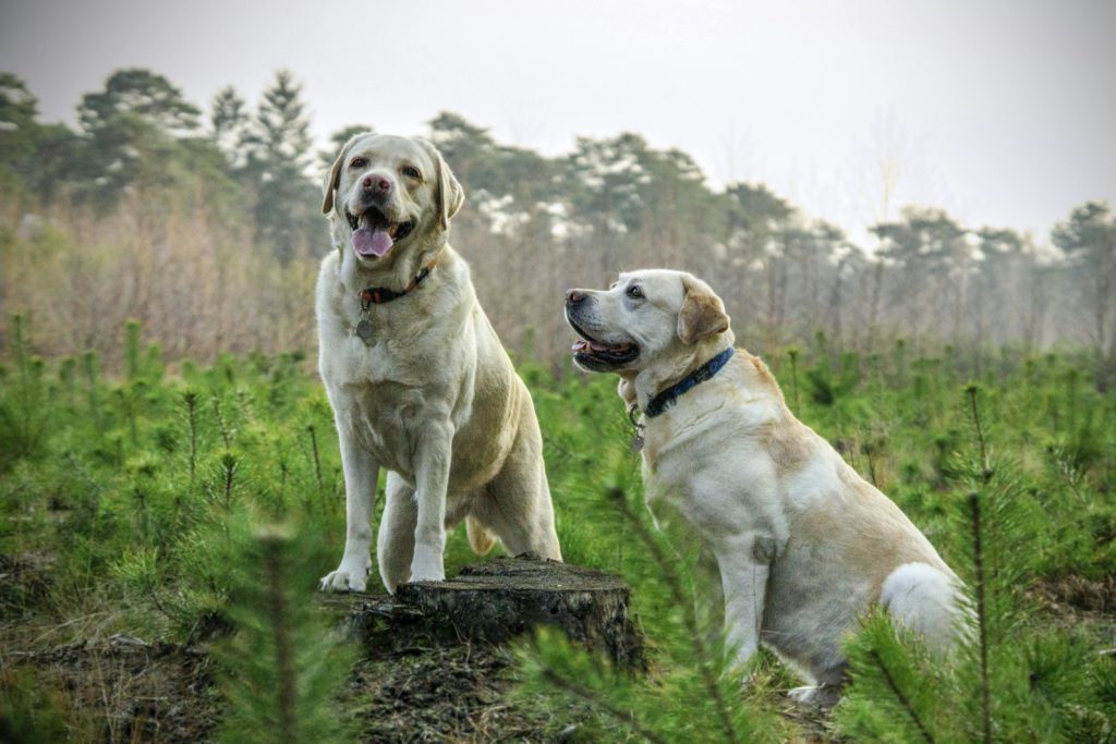 Bozales perros