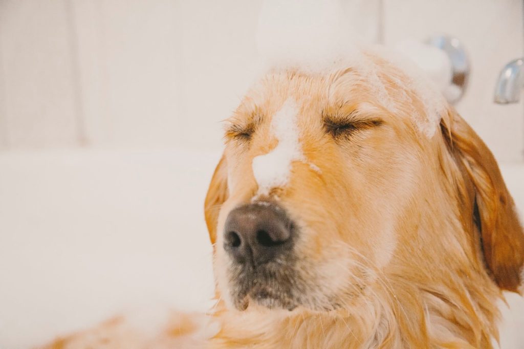 champú para perro hipoalergenico